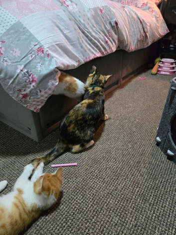 3, 10 week old kittens for sale