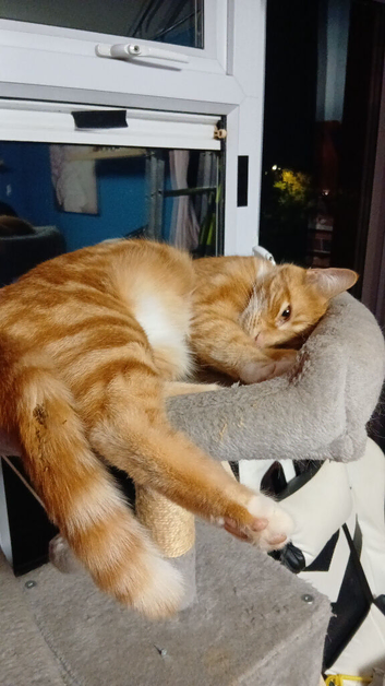 Nurtured male cat