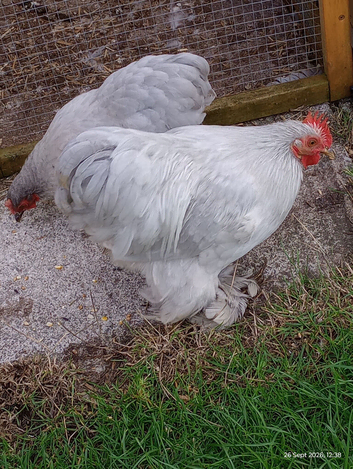 Free Lavender bantam cockerel