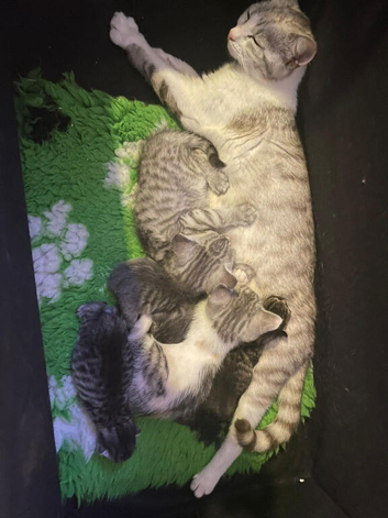 12 Persians for sale