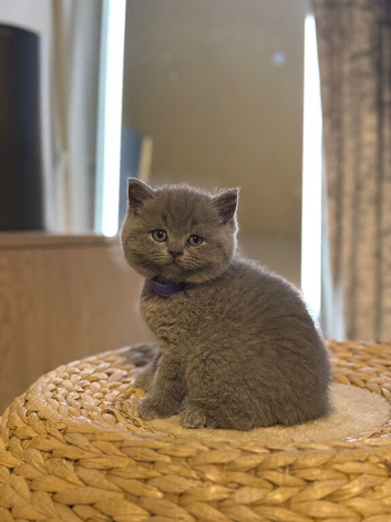 Gorgeous British Shorthair kittens
