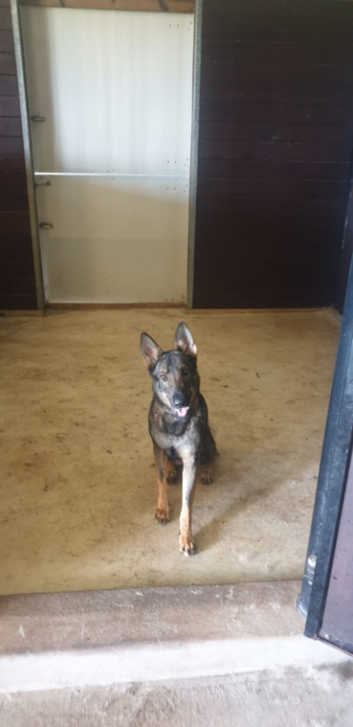 Professional dog training