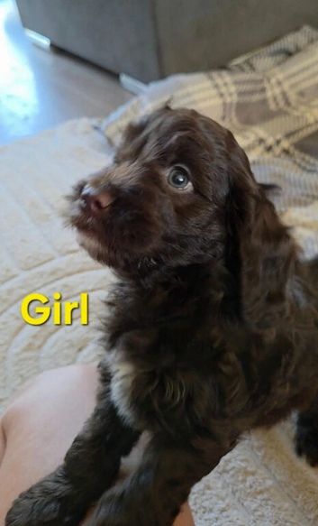 Cockapoo Puppies