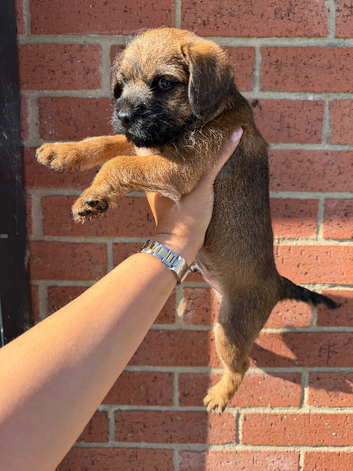Terrier boy pup