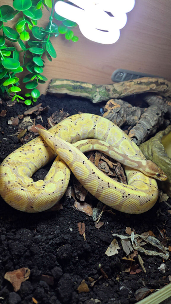 Banana ball python and setup