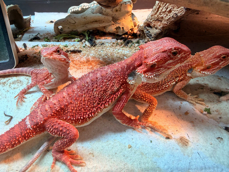 Red Monster &times; Blue Bar Baby Bearded Dragons &pound;240 (reduced)