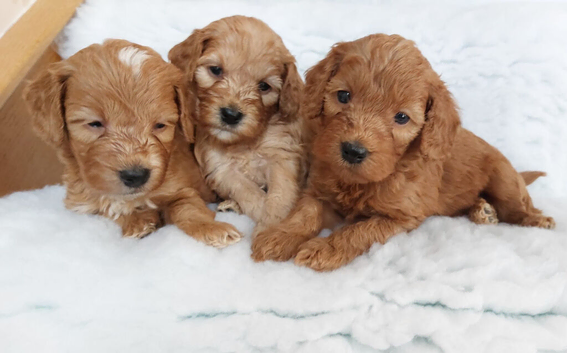 BEAUTIFUL RED F1 COCKAPOO PUPPIES