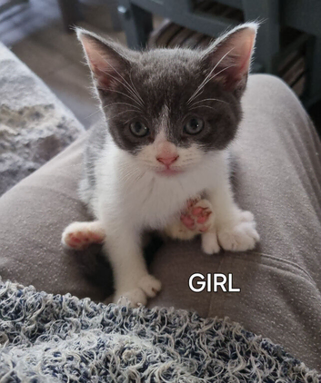 6 kittens looking for there new homes