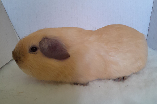 Cream Californian Guinea Pig Boars