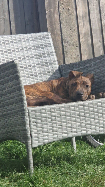 Staffy x cross