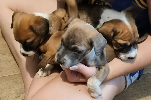 Beautiful puppies - cross of Ridgeback-border collie & Sharpei
