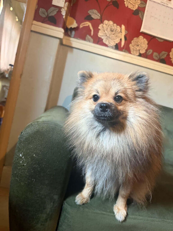 1 year old Pomeranian for sale read description