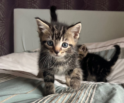 Kittens