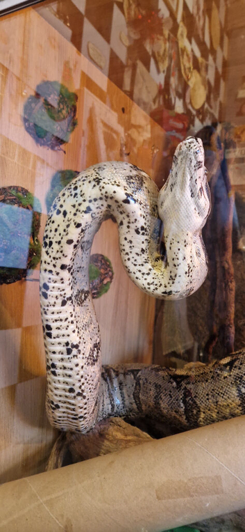 Boa constrictor