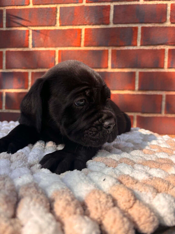 8 beautiful cane corso puppies for sale