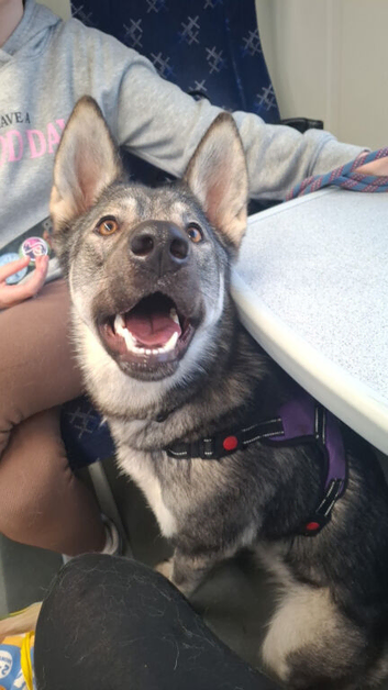 Northern Inuit cross American akita female