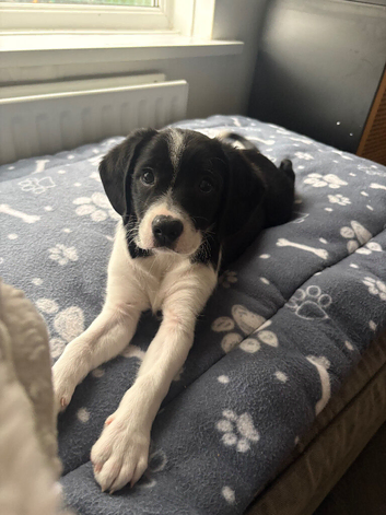 King Charles Cross border collie puppies