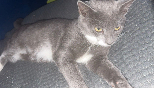 British shorthair X