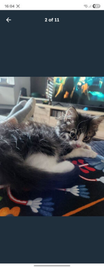 Kitten and all cat equipment for sale  Charlie &ndash; 10 Week Old Kitten Looking for a Loving Home