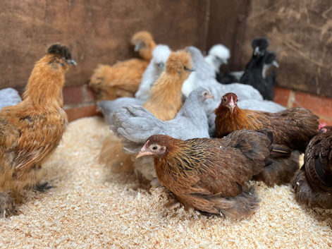 Pekin bantams