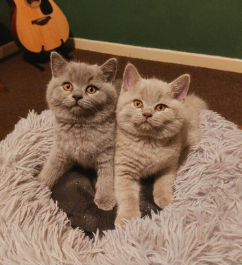 GCCF Registered British Shorthair Kittens