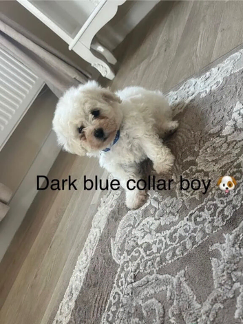 Bichon frise 1 Boy left