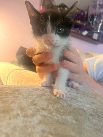 6 kittens for sale