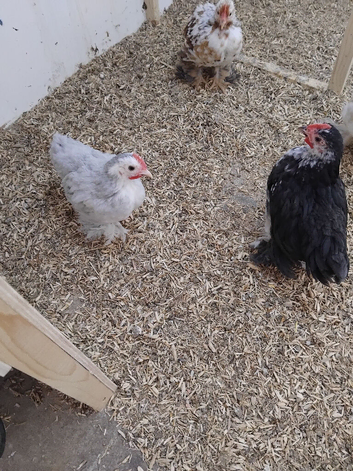 Pekin bantams