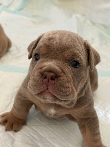 English bulldog puppies