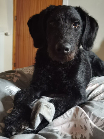 Labradoodle 8 months male