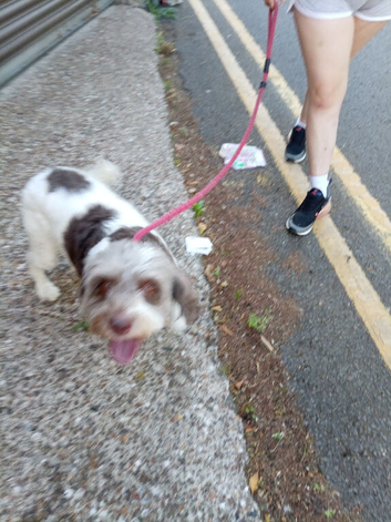 Cocoa spaniel