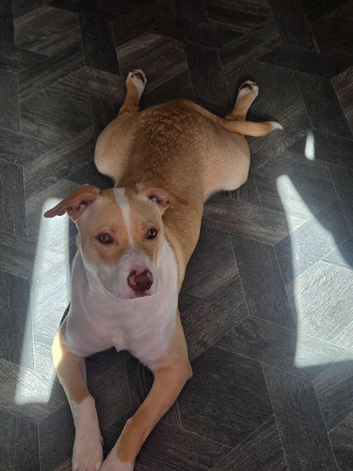 Gorgeous 10 month pup