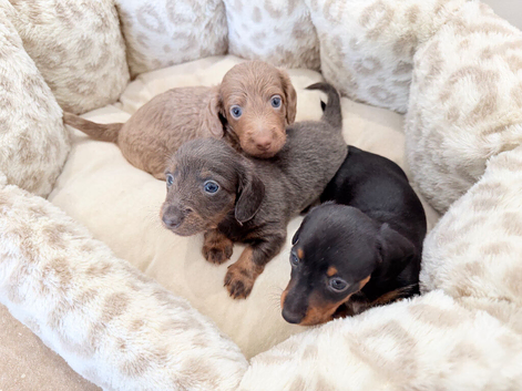 KC short haired and long haired puppies