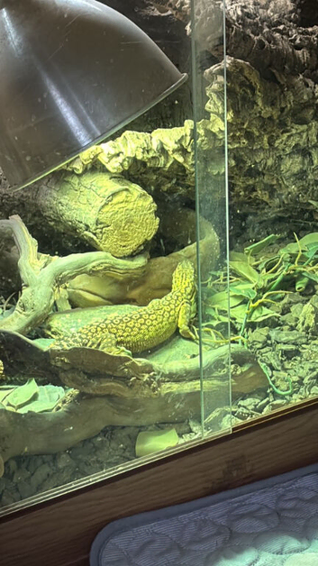 Free with enclosure
