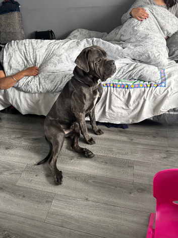 Loving family pet