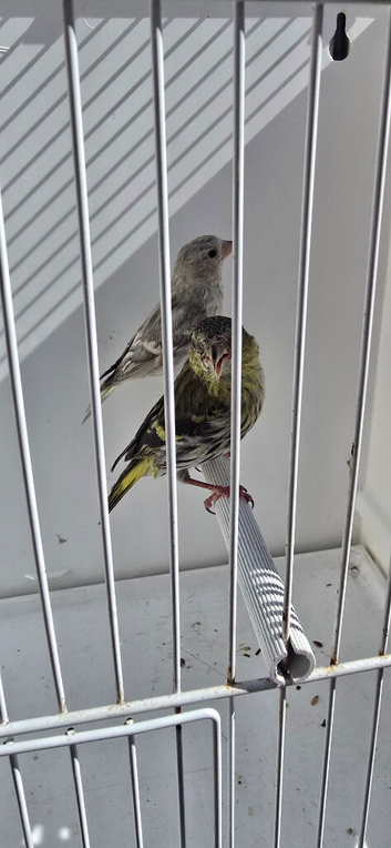BEAUTIFUL PAIR SISKIN MUTATION COLOUR