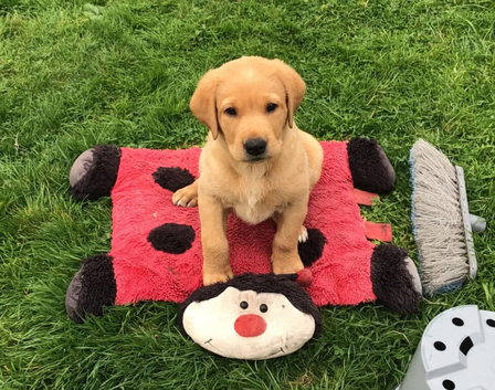 Fox Red Labrador Puppies - Beautiful Coats, Beautiful Companions!