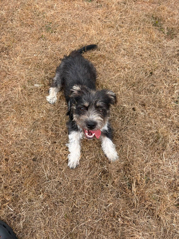 Jack Russell cross