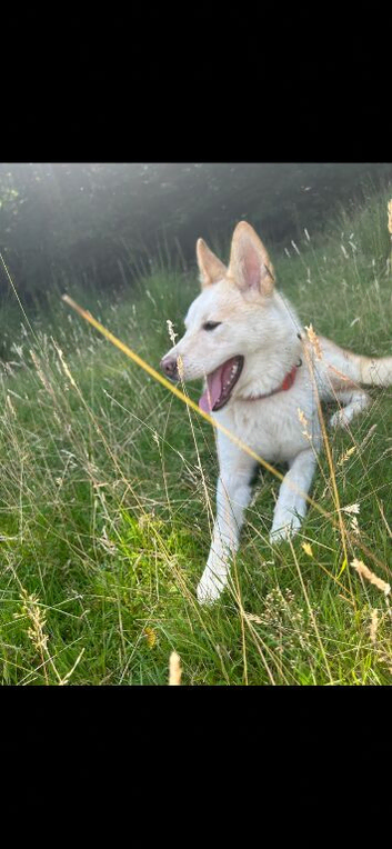 Japanese Akita x German shep x Alaskan malamute x rotteweiler female