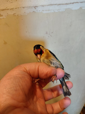 1 pair goldfinchs for sale 2025