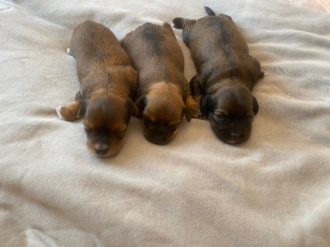 Dachshund