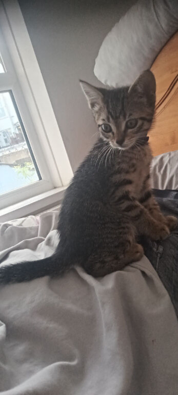 Lovely Tabby Girl Kitten