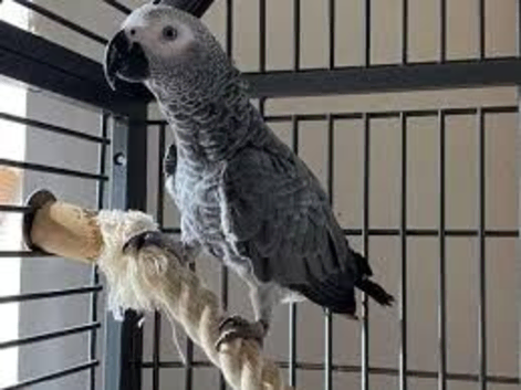 African Grey Male