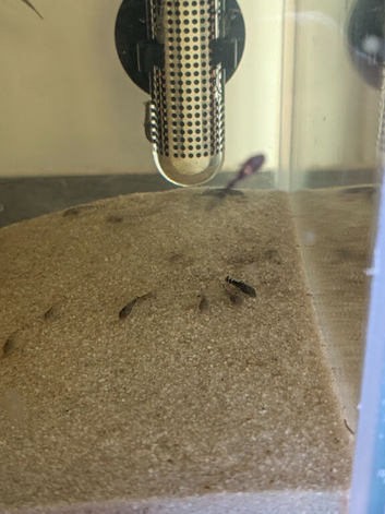 Bristlenose plecos