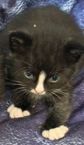 7week old male kitten