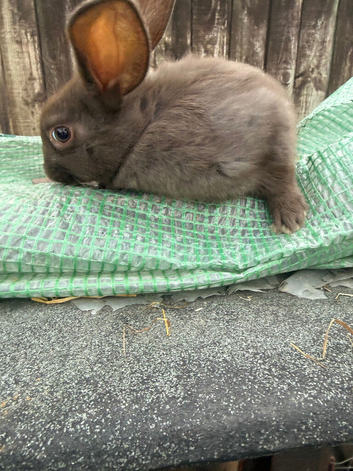 2 beautiful baby rabbits looking for there homes