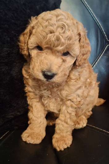 Toy poodle boy apricot