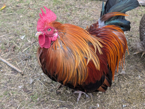 Free Hen and Rooster