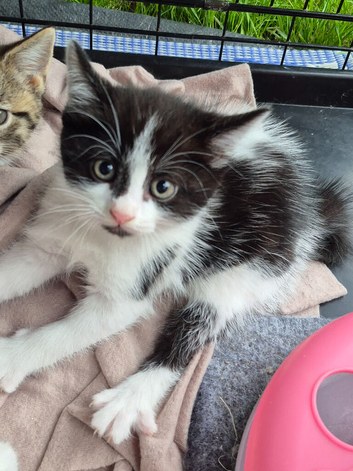 For sale black and white fluffy kitten
