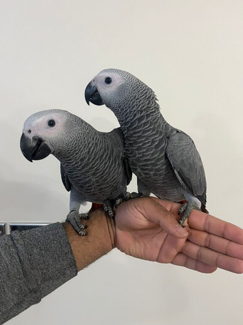Friendly Baby HandReared Super Tame Cuddly African Grey Parrot,30